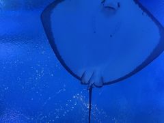 -海合安武汉极地海洋公园