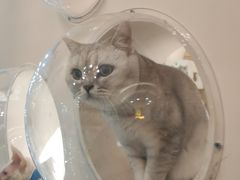 -猫域·湾主题猫咖·宠物吧(南坪城市广场店)