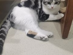 -藏猫猫咖啡主题馆(中央大道店)