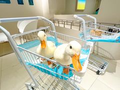 -怪兽屋·羊驼·猫咖·狗咖(俊华广场店)