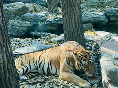 -北京野生动物园