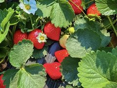 -田趣农庄草莓采摘园