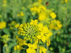 -桑洲油菜花景区