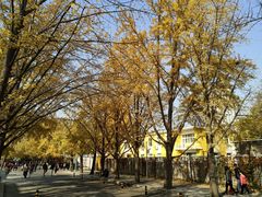 -三里屯东五街银杏大道