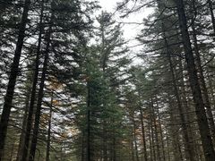 -芦芽山旅游度假区