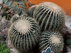-正佳雨林生态植物园