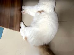 -lincat·猫舍(广州店)