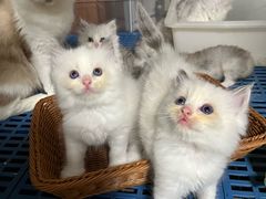 -米苏动物医院·犬猫专科·骨科外科内窥镜