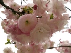 -高东镇樱花园