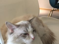 -飞行喵MR PILOT|猫舍·猫咖(静安大融城店)