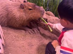 -正佳雨林生态植物园