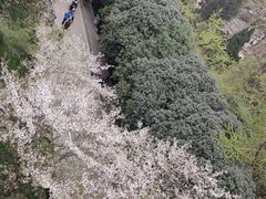 -武汉大学-樱园