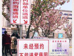 -嘉定紫藤园