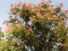 -大兴滨河森林公园