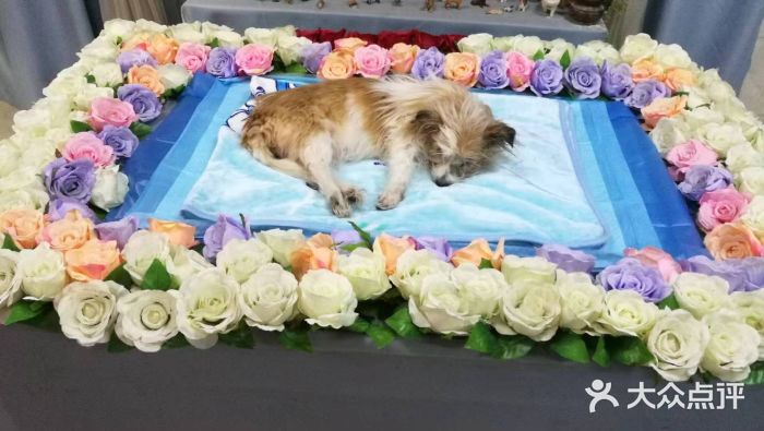 彩虹桥宠物火化殡葬善终服务(金乐大厦店)图片