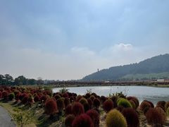 -径山花海