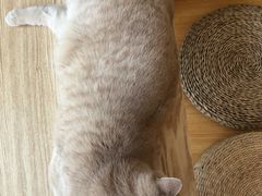 -Catmate·猫肥家润(金润铂宫店)