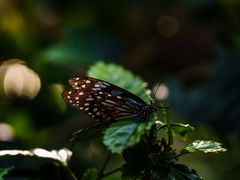 -野象谷景区