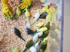 -怪兽屋·羊驼·猫咖·狗咖(俊华广场店)