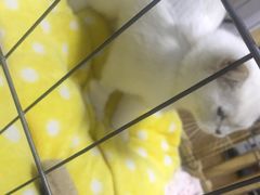 -甄爱宠物医院(疏影路店)
