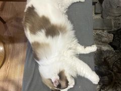 -白兔子密室(长寿路店)