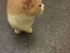 -猫色咖啡·猫咖