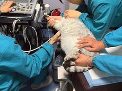 -pd派德宠物中心医院24H急重症·眼科中心·血液透析中心(嵩山北路店)