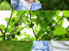 -玉树公园