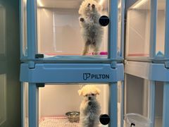 -翊宠yipet猫狗购宠庄园