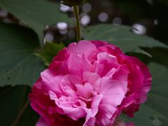 -白鹭湾湿地公园