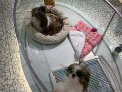 -momokira米努特·德文卷毛猫·棉花面纱犬