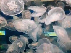 -重庆欢乐海底世界