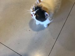 -平行世界·猫咖(首经贸店)