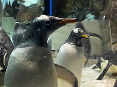 -哈尔滨波塞冬海底世界