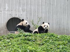 -卧龙中华大熊猫苑神树坪基地
