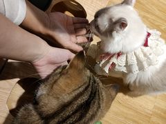 -啵啵喵·猫咖(攀华国际店)