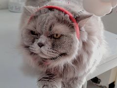 -我爱猫咪·猫咖·狗咖·安哥拉兔·羊驼咖(小寨华旗店)