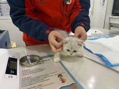 -伟伟宠物医院·CT影像中心·瑞派犬猫综合性门诊(汉口总院)