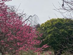 -杭州植物园