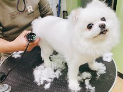 -沐沐家宠物(成寿寺店)