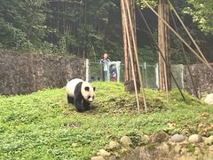 -都江堰中华大熊猫苑