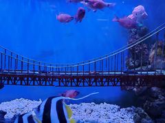 -太平洋海底世界