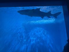 -北戴河圣蓝海洋公园