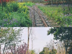 -合肥滨湖国家森林公园