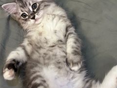 -中农国际动物医院24小时·猫科·骨科·急重症中心