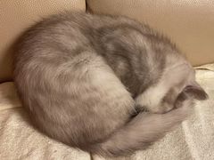 -糯米喵星人总部直营旗舰店·猫舍·幼猫出售
