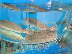 -沿海渔家院蒸汽海鲜·东北菜(东戴河店)