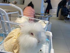 -怪兽屋·羊驼·猫咖·狗咖(俊华广场店)