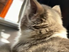 -安安宠医宠物医院·异宠·犬猫内科(岳阳分院)