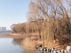 -大兴滨河森林公园